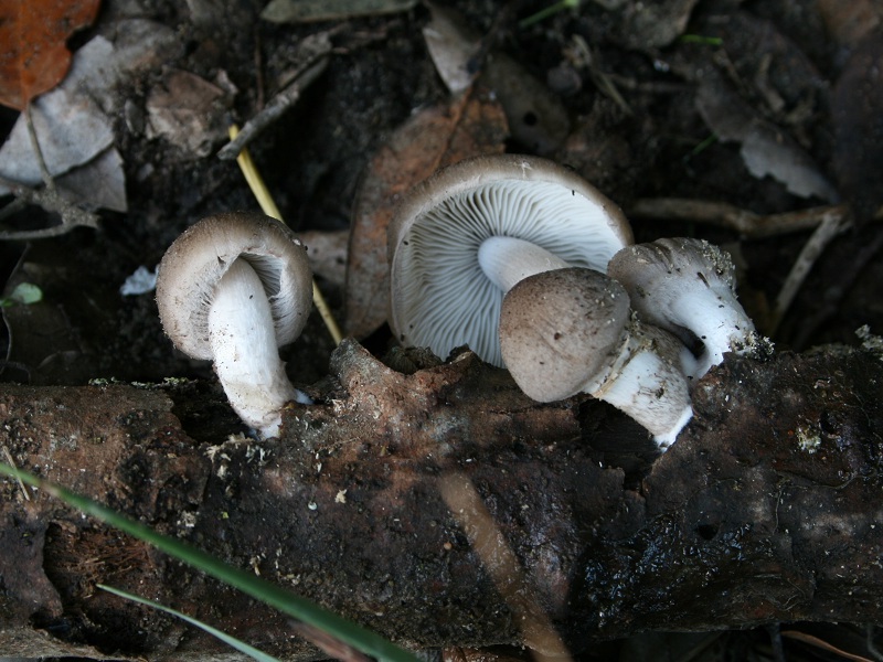 Psathyrella sp